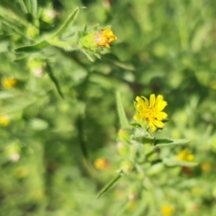 Dittrichia graveolens at Yass River, NSW - 4 Apr 2023 10:05 AM