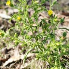 Dittrichia graveolens at Yass River, NSW - 4 Apr 2023 10:05 AM