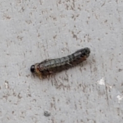 Pterygophorinae (subfamily) at Kambah, ACT - 3 Apr 2023 by GirtsO