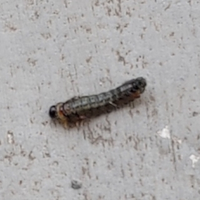 Pterygophorinae (subfamily) at Kambah, ACT - 3 Apr 2023 by GirtsO