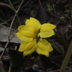 Goodenia hederacea (Ivy Goodenia) at Aranda, ACT - 30 Oct 2022 by MichaelBedingfield