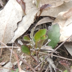 Goodenia hederacea at Aranda, ACT - 30 Oct 2022