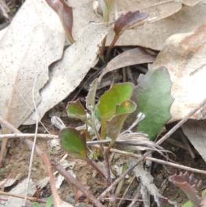 Goodenia hederacea at Aranda, ACT - 30 Oct 2022