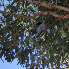 Coracina novaehollandiae (Black-faced Cuckooshrike) at Moorwatha, NSW - 4 Apr 2023 by Darcy
