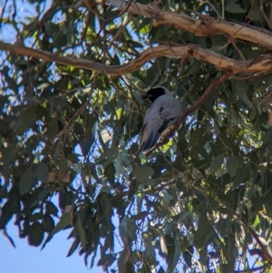 Coracina novaehollandiae (Black-faced Cuckooshrike) at suppressed by Darcy