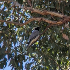 Coracina novaehollandiae at Moorwatha, NSW - 4 Apr 2023
