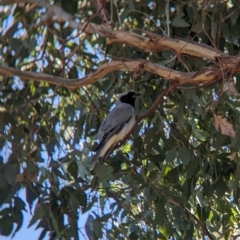 Coracina novaehollandiae at Moorwatha, NSW - suppressed