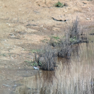 Stizoptera bichenovii (Double-barred Finch) at suppressed by Darcy