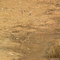 Stizoptera bichenovii at Burrumbuttock, NSW - suppressed