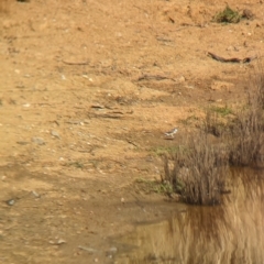 Stizoptera bichenovii at Burrumbuttock, NSW - suppressed