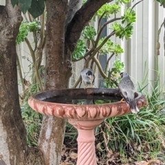 Manorina melanocephala (Noisy Miner) at Albury - 6 Apr 2023 by Darcy