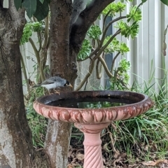 Manorina melanocephala at North Albury, NSW - suppressed