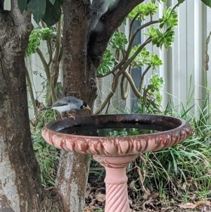 Manorina melanocephala at North Albury, NSW - suppressed