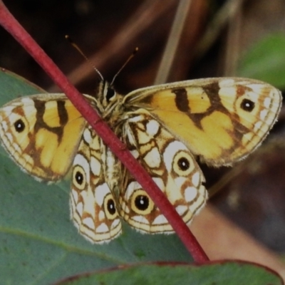 Oreixenica lathoniella (Silver Xenica) at Namadgi National Park - 5 Apr 2023 by JohnBundock