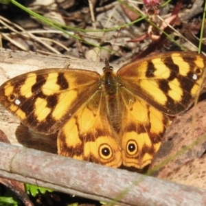 Heteronympha solandri at Cotter River, ACT - 5 Apr 2023 12:29 PM