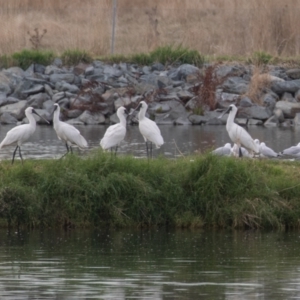 Platalea regia at Fyshwick, ACT - 6 Apr 2023 10:06 AM