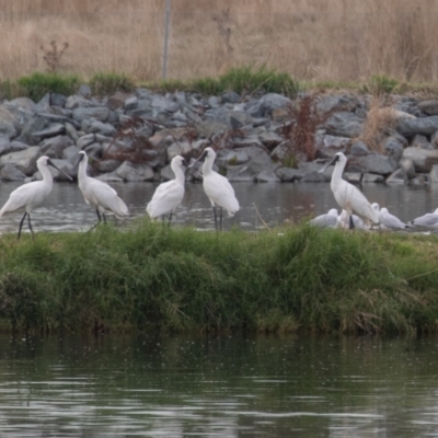 Platalea regia (Royal Spoonbill) at Fyshwick, ACT - 6 Apr 2023 by rawshorty