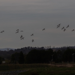 Platalea regia at Fyshwick, ACT - 6 Apr 2023 10:06 AM