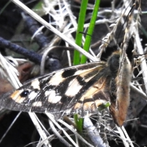 Heteronympha penelope at Cotter River, ACT - 5 Apr 2023