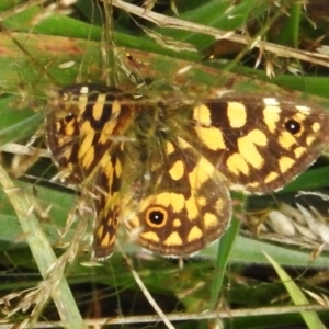 Oreixenica lathoniella at Uriarra, NSW - 5 Apr 2023