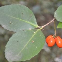Elaeodendron australe var. australe (red olive plum) at Barrack Heights, NSW - 6 Apr 2023 by plants