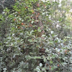 Elaeodendron australe var. australe at Barrack Heights, NSW - 6 Apr 2023 08:49 PM