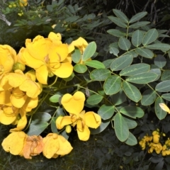 Senna pendula var. glabrata (Easter Cassia) at Blackbutt, NSW - 6 Apr 2023 by plants