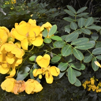 Senna pendula var. glabrata (Easter Cassia) at Blackbutt, NSW - 6 Apr 2023 by plants