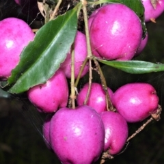 Syzygium paniculatum (Magenta Lilly Pilly, Magenta Brush Cherry) at Shellharbour, NSW - 6 Apr 2023 by plants