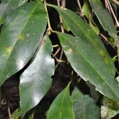 Syzygium paniculatum at Shellharbour, NSW - 6 Apr 2023