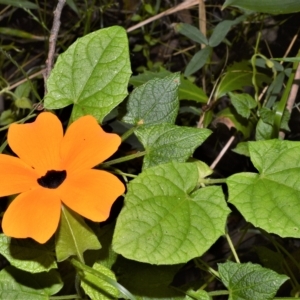 Thunbergia alata at Flinders, NSW - 6 Apr 2023