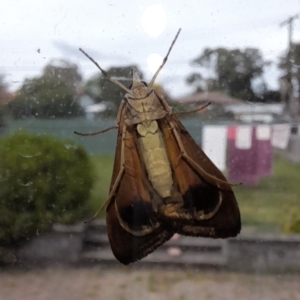 Uresiphita ornithopteralis at Holt, ACT - 6 Apr 2023 01:18 PM