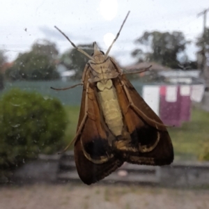 Uresiphita ornithopteralis at Holt, ACT - 6 Apr 2023