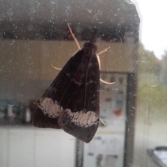 Uresiphita ornithopteralis at Holt, ACT - 6 Apr 2023 01:18 PM