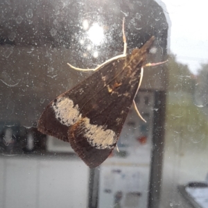 Uresiphita ornithopteralis at Holt, ACT - 6 Apr 2023 01:18 PM