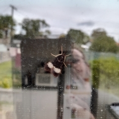 Uresiphita ornithopteralis at Holt, ACT - 6 Apr 2023 01:18 PM