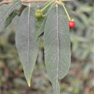 Solanum stelligerum (Devil's Needles) at Shell Cove, NSW - 6 Apr 2023 by plants
