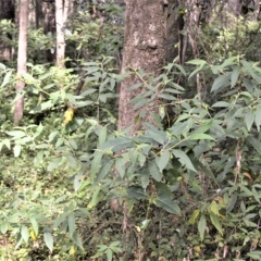 Solanum stelligerum at Shell Cove, NSW - suppressed