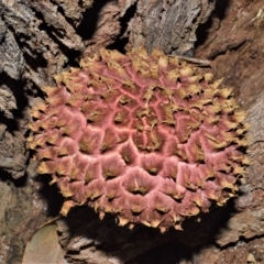 Unidentified Bolete - Fleshy texture, stem central (more-or-less) at Shell Cove, NSW - 6 Apr 2023 by plants