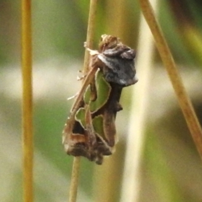 Cosmodes elegans (Green Blotched Moth) at Namadgi National Park - 5 Apr 2023 by JohnBundock