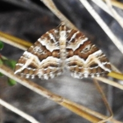 Chrysolarentia interruptata (Boxed Carpet Moth) at Cotter River, ACT - 5 Apr 2023 by JohnBundock