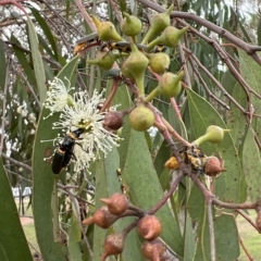 Chauliognathus lugubris (Plague Soldier Beetle) at Pialligo, ACT - 6 Apr 2023 by JimL