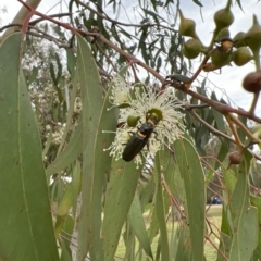 Chauliognathus lugubris at Pialligo, ACT - 6 Apr 2023