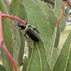 Chauliognathus lugubris at Pialligo, ACT - suppressed