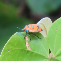 Unidentified Shield, Stink or Jewel Bug (Pentatomoidea) at Fitzroy Island, QLD - 31 Mar 2023 by MatthewFrawley