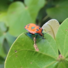 Tectocoris diophthalmus at Fitzroy Island, QLD - 31 Mar 2023 04:21 PM