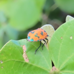 Tectocoris diophthalmus at Fitzroy Island, QLD - 31 Mar 2023 04:21 PM