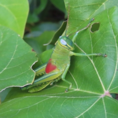 Austracris proxima (Spur-throated locust) at Fitzroy Island, QLD - 31 Mar 2023 by MatthewFrawley