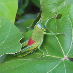 Austracris proxima at Fitzroy Island, QLD - 31 Mar 2023 04:21 PM