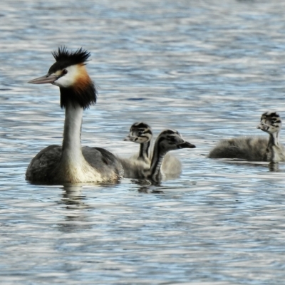 Podiceps cristatus (Great Crested Grebe) at Albury - 29 Mar 2023 by GlossyGal